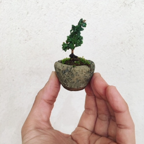 石化ヒノキの小品盆栽