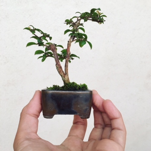 サルスベリの小品盆栽