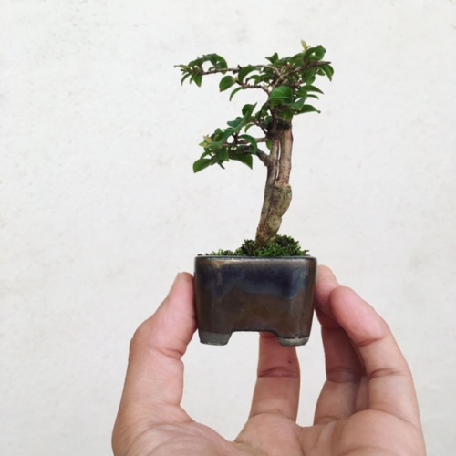 サルスベリの小品盆栽