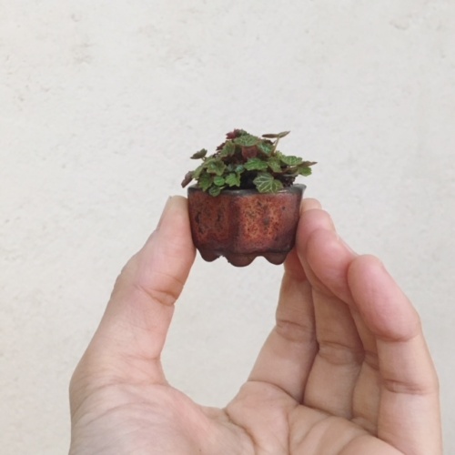 極姫ユキノシタの豆盆栽