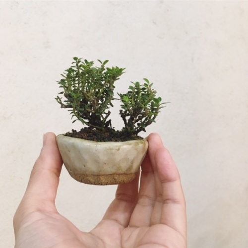 屋久島姫ツゲの小品盆栽