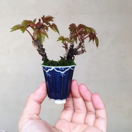 ナツヅタの小品盆栽