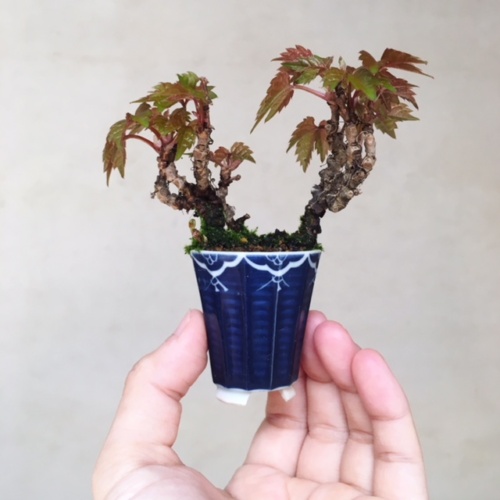 ナツヅタの小品盆栽