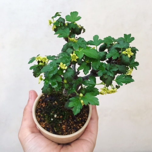 ヤブサンザシの小品盆栽