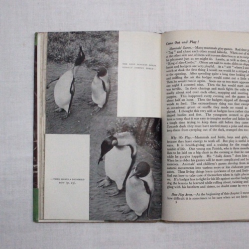 イギリスヴィンテージの鳥の本の内部