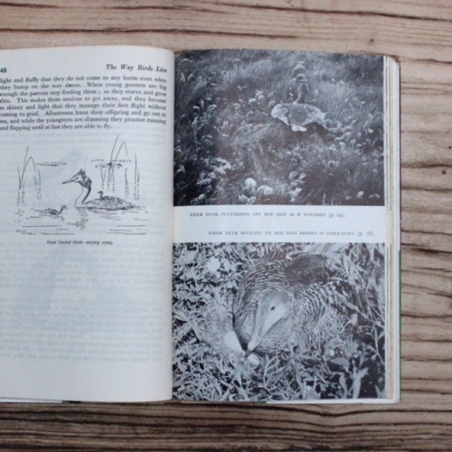 イギリスヴィンテージの鳥の本の内部